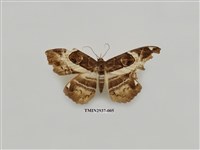 藏品(夜蛾276)的圖片